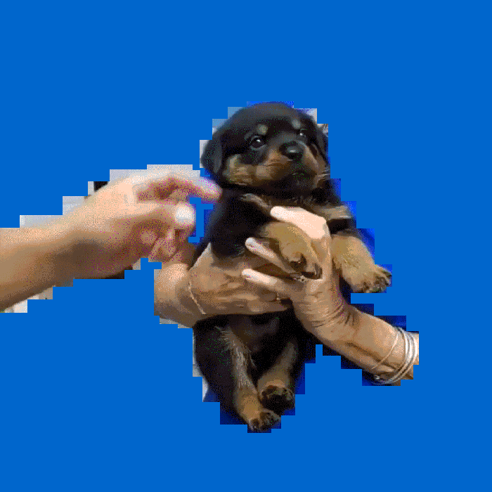 Doggy Glitch gallery 3